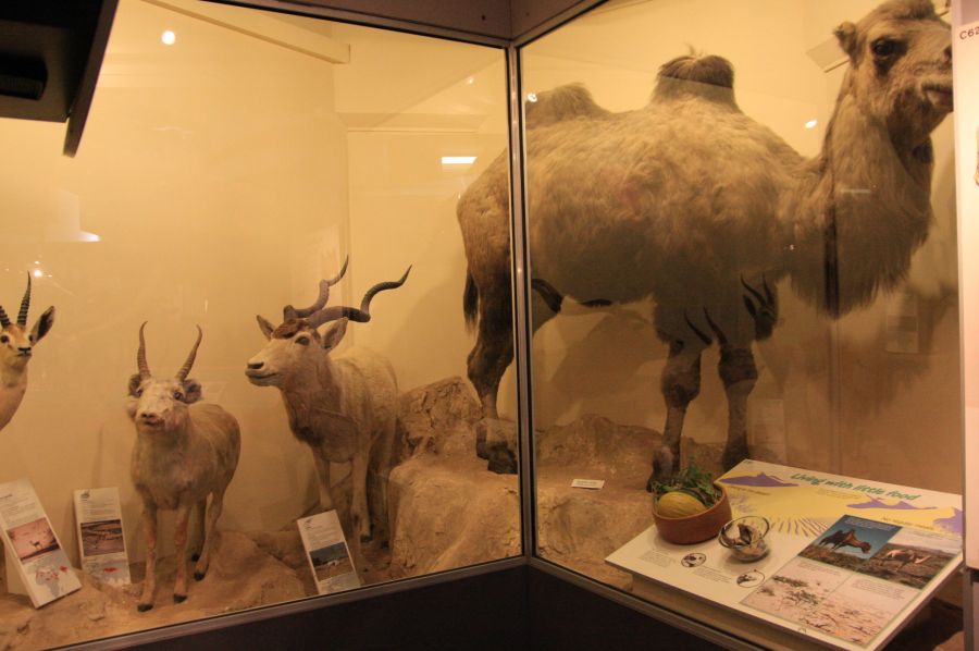 gal/Londres/Natural_History_Museum/Mammiferes/London_Natural_History_Museum220.jpg