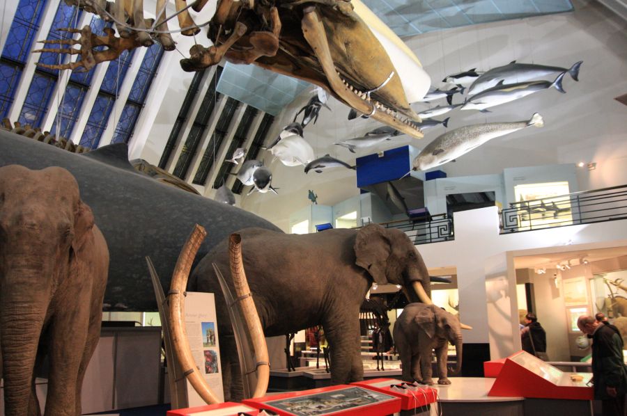 gal/Londres/Natural_History_Museum/Mammiferes/London_Natural_History_Museum223.jpg