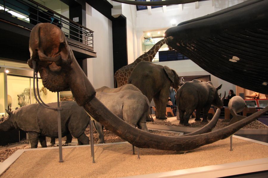 gal/Londres/Natural_History_Museum/Mammiferes/London_Natural_History_Museum226.jpg