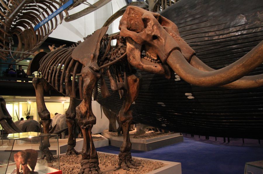 gal/Londres/Natural_History_Museum/Mammiferes/London_Natural_History_Museum228.jpg