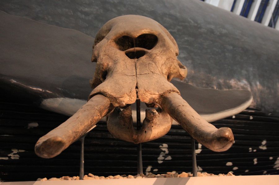 gal/Londres/Natural_History_Museum/Mammiferes/London_Natural_History_Museum229.jpg