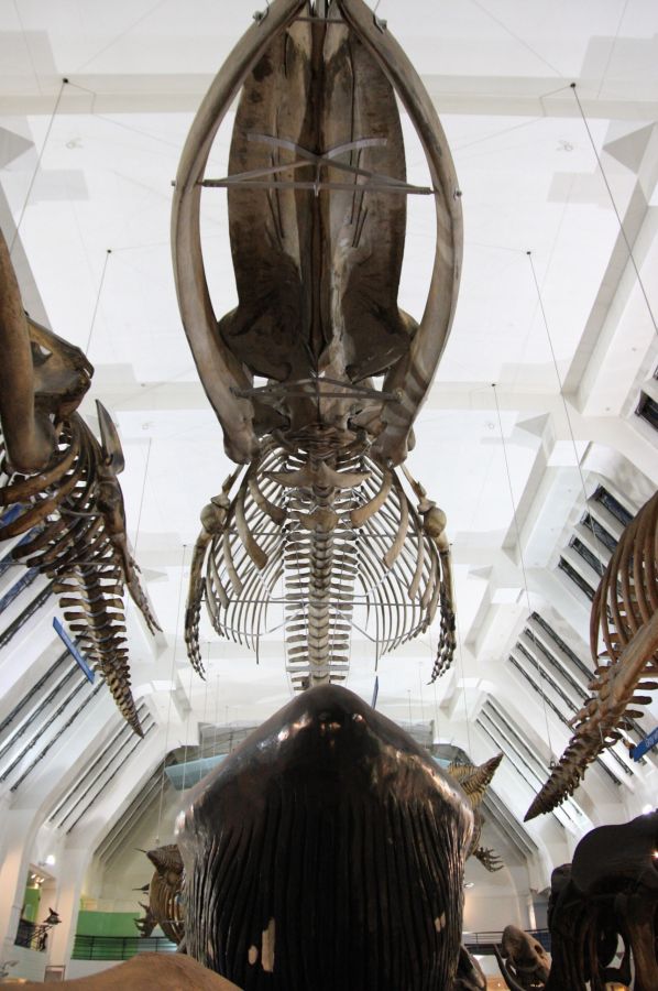 gal/Londres/Natural_History_Museum/Mammiferes/London_Natural_History_Museum231.jpg