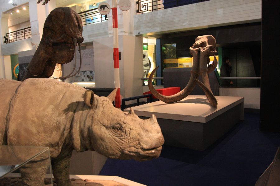 gal/Londres/Natural_History_Museum/Mammiferes/London_Natural_History_Museum233.jpg
