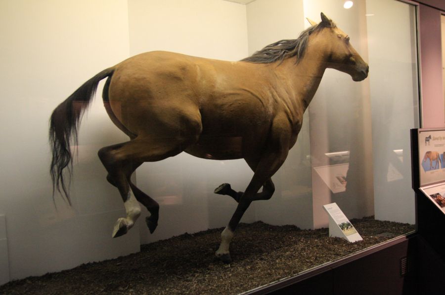 gal/Londres/Natural_History_Museum/Mammiferes/London_Natural_History_Museum234.jpg