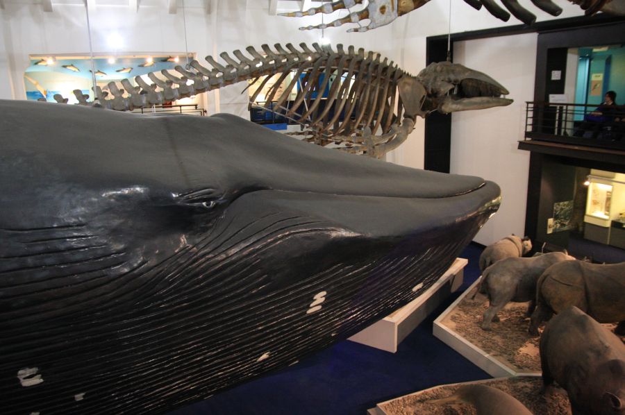 gal/Londres/Natural_History_Museum/Mammiferes/London_Natural_History_Museum237.jpg
