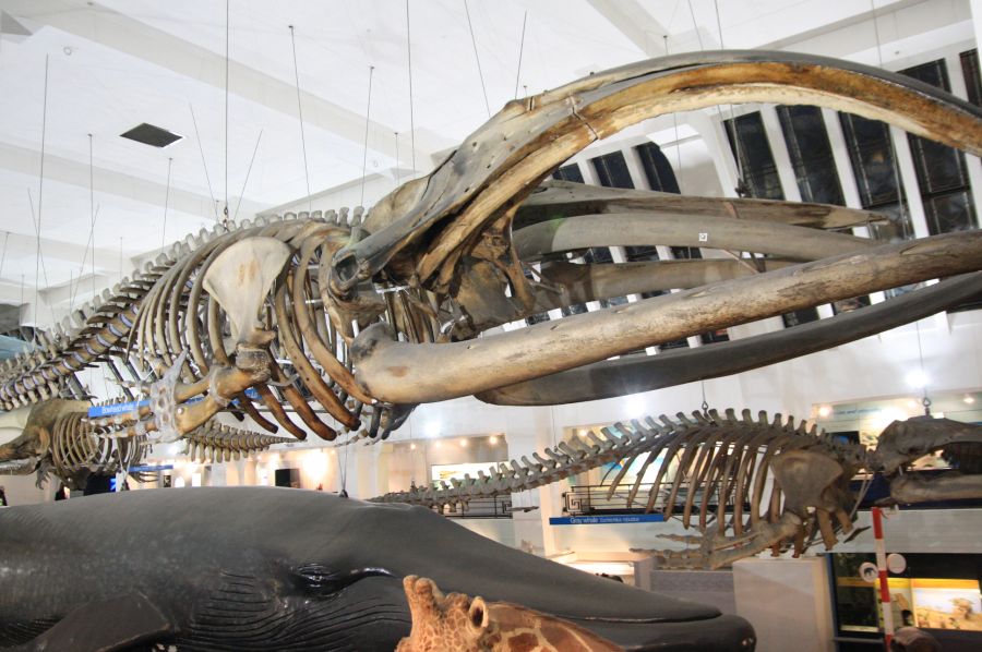 gal/Londres/Natural_History_Museum/Mammiferes/London_Natural_History_Museum238.jpg