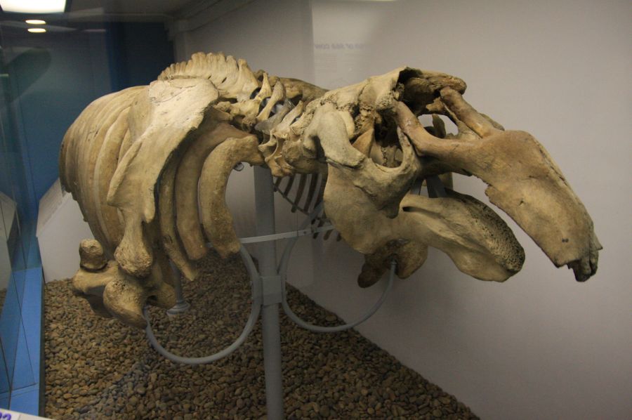 gal/Londres/Natural_History_Museum/Mammiferes/London_Natural_History_Museum240.jpg