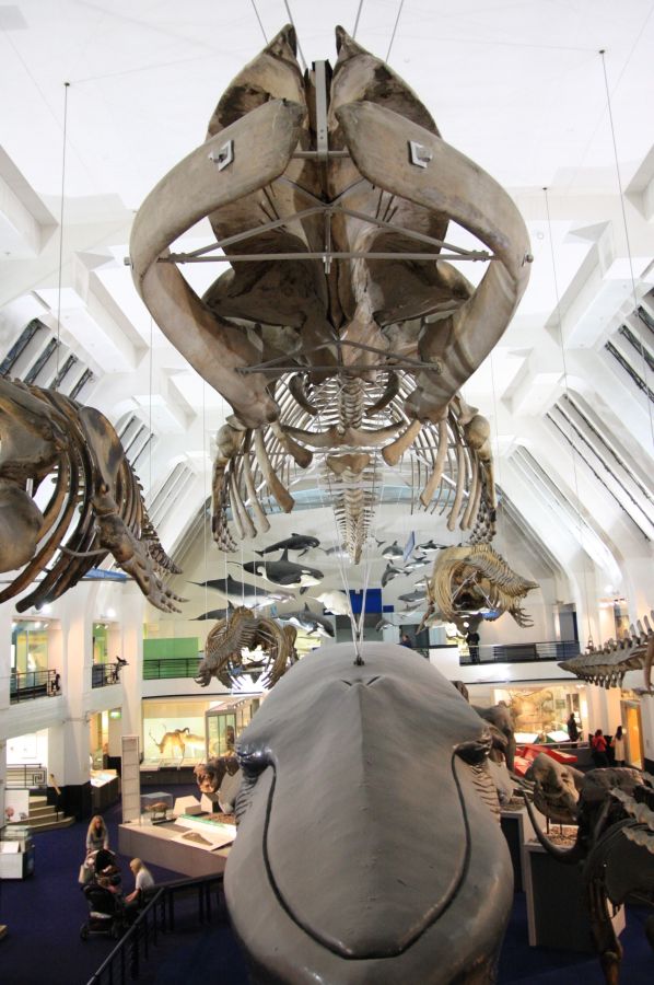 gal/Londres/Natural_History_Museum/Mammiferes/London_Natural_History_Museum243.jpg