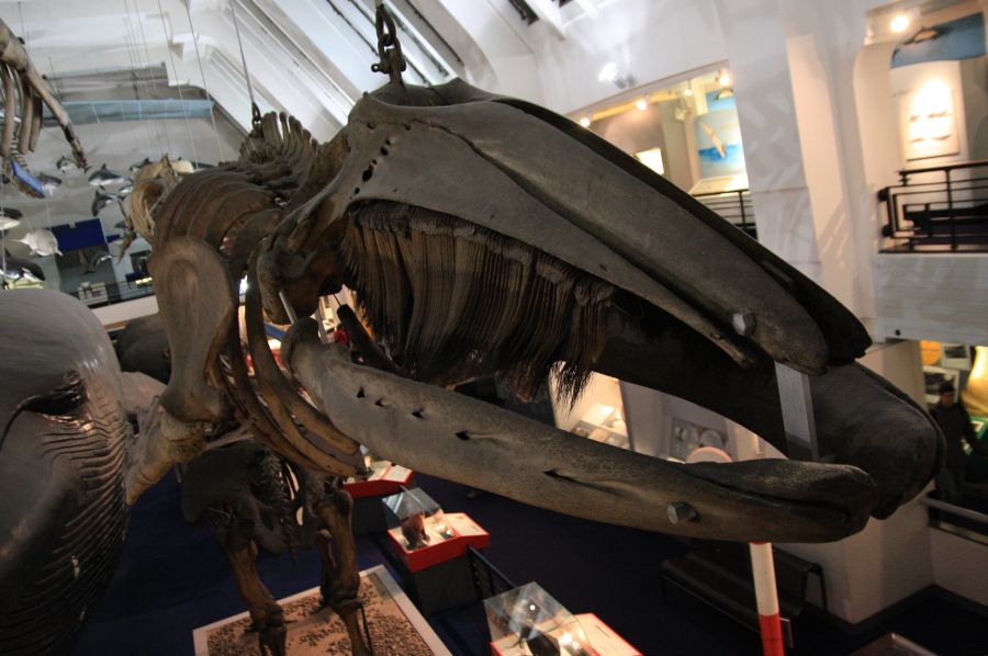 gal/Londres/Natural_History_Museum/Mammiferes/London_Natural_History_Museum245.jpg