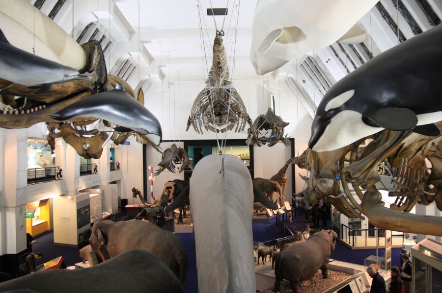 gal/Londres/Natural_History_Museum/Mammiferes/London_Natural_History_Museum248.jpg