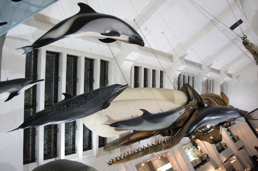 gal/Londres/Natural_History_Museum/Mammiferes/London_Natural_History_Museum249.jpg