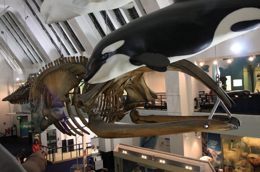 gal/Londres/Natural_History_Museum/Mammiferes/London_Natural_History_Museum250.jpg