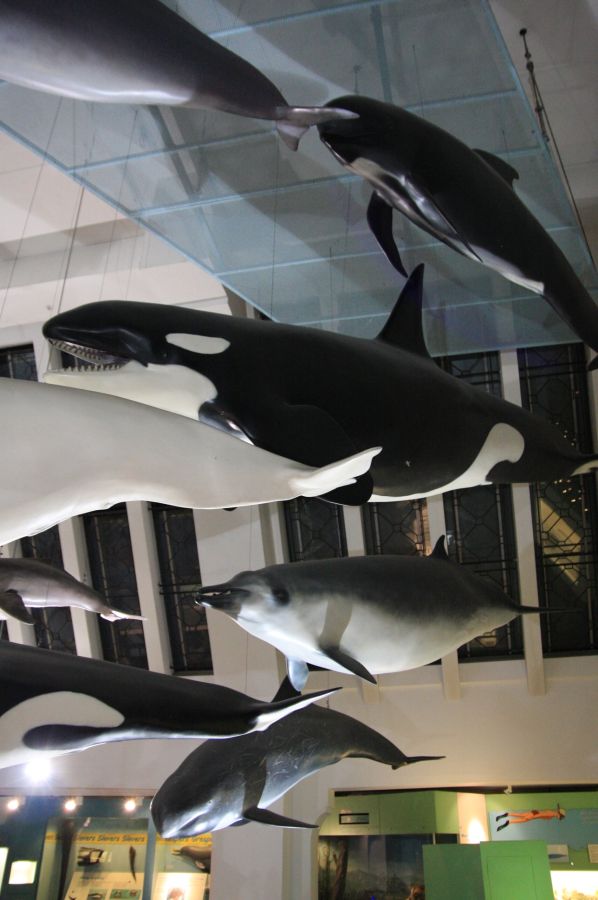 gal/Londres/Natural_History_Museum/Mammiferes/London_Natural_History_Museum251.jpg