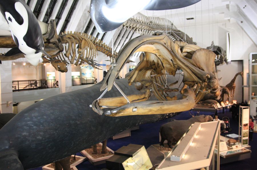 gal/Londres/Natural_History_Museum/Mammiferes/London_Natural_History_Museum252.jpg