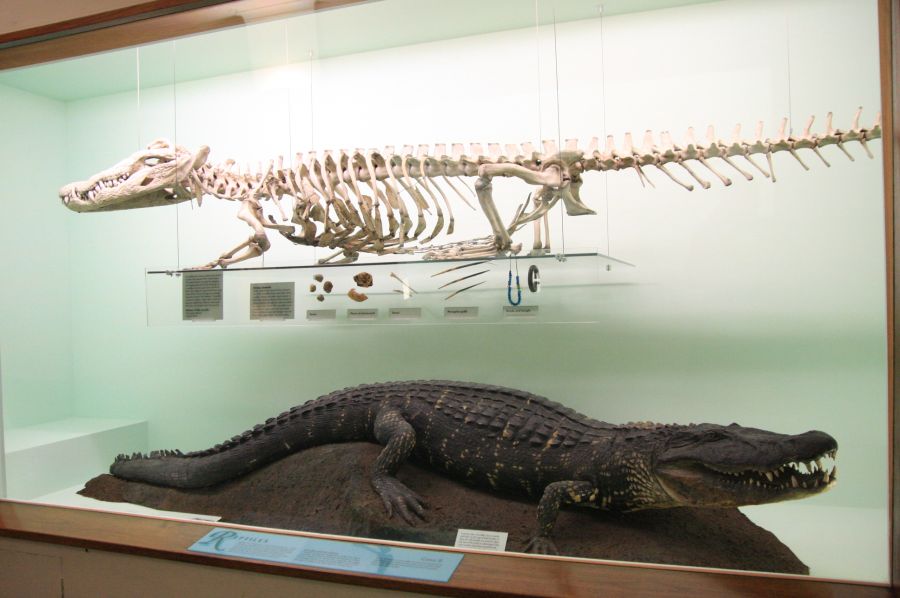 gal/Londres/Natural_History_Museum/Mammiferes/London_Natural_History_Museum254.jpg