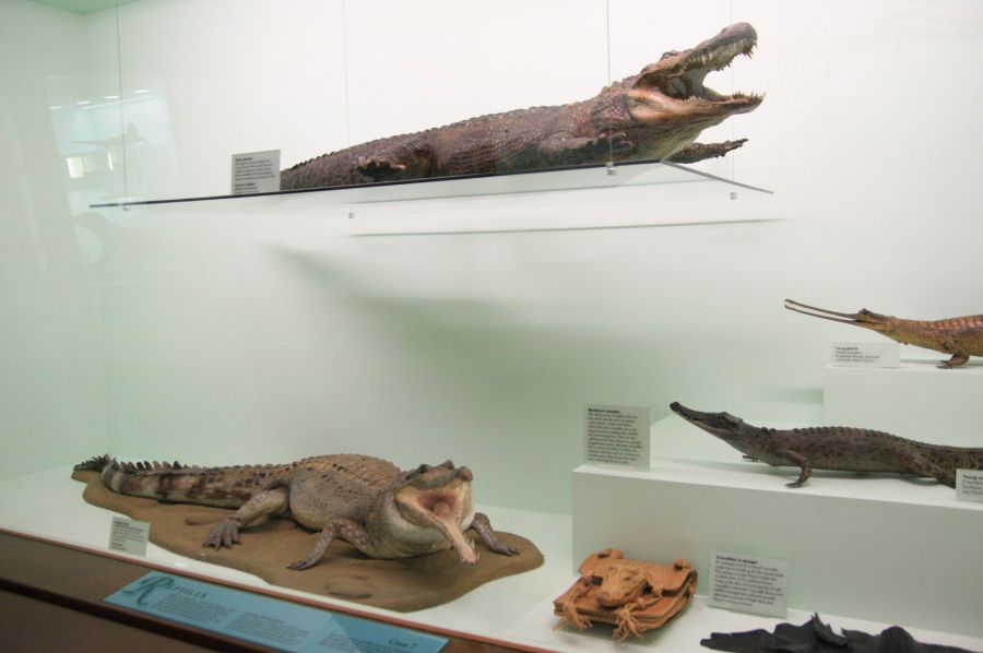 gal/Londres/Natural_History_Museum/Mammiferes/London_Natural_History_Museum255.jpg