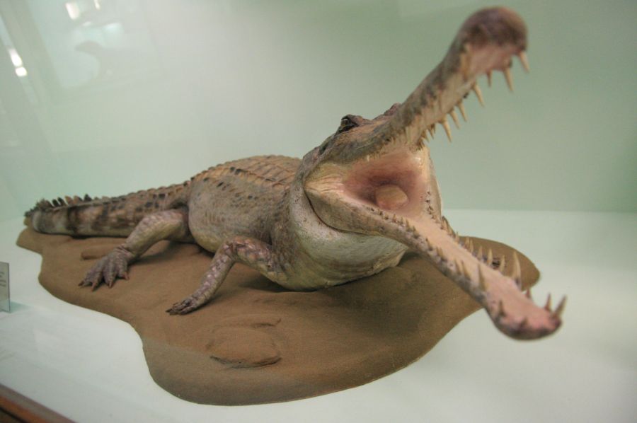 gal/Londres/Natural_History_Museum/Mammiferes/London_Natural_History_Museum257.jpg