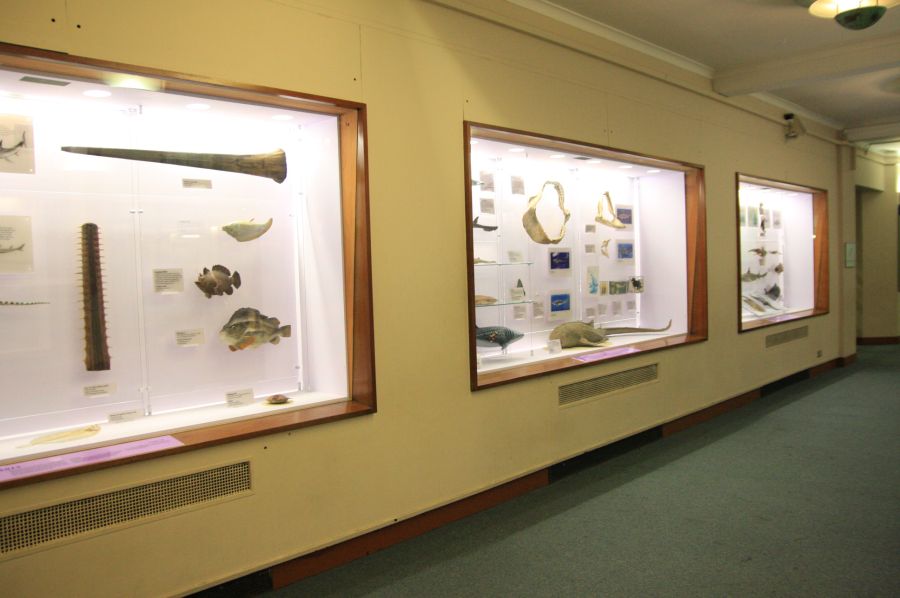 gal/Londres/Natural_History_Museum/Mammiferes/London_Natural_History_Museum262.jpg