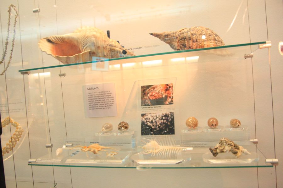 gal/Londres/Natural_History_Museum/Mammiferes/London_Natural_History_Museum265.jpg