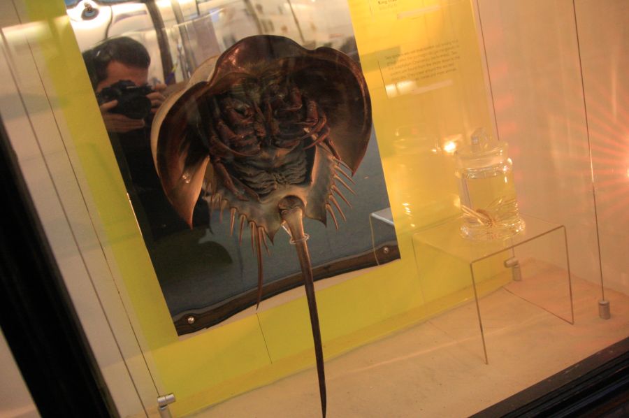 gal/Londres/Natural_History_Museum/Mammiferes/London_Natural_History_Museum267.jpg
