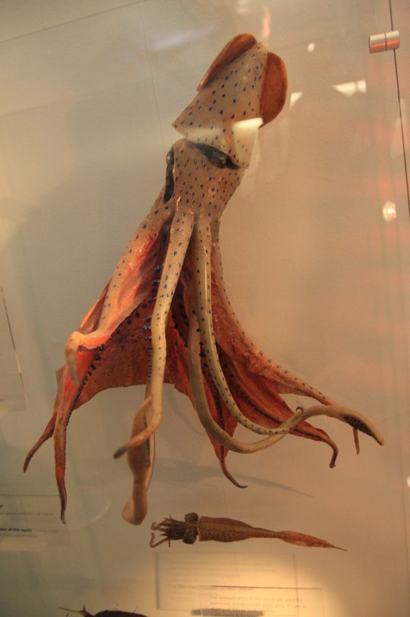 gal/Londres/Natural_History_Museum/Mammiferes/London_Natural_History_Museum268.jpg