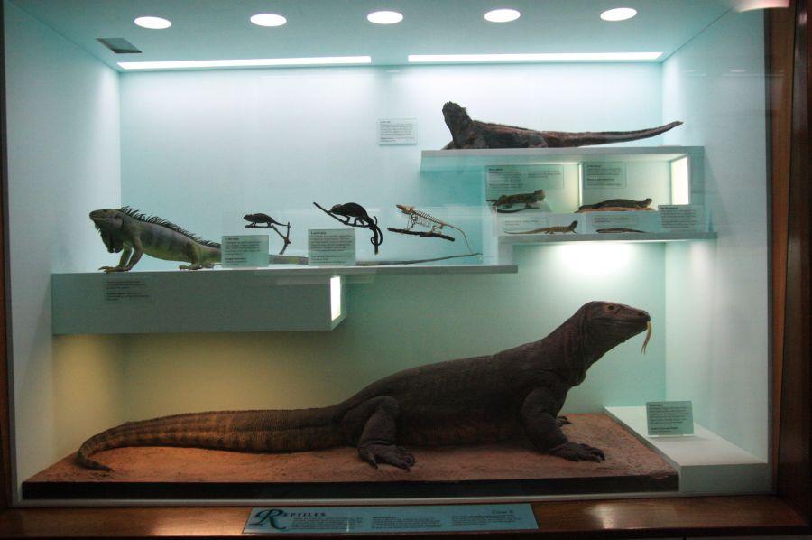 gal/Londres/Natural_History_Museum/Mammiferes/London_Natural_History_Museum269.jpg