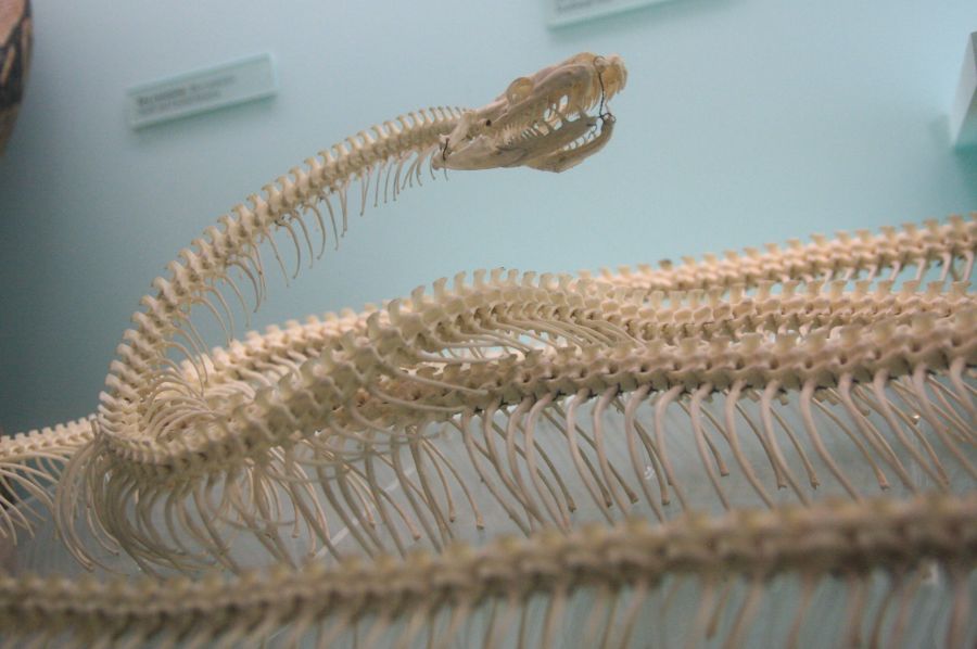 gal/Londres/Natural_History_Museum/Mammiferes/London_Natural_History_Museum271.jpg