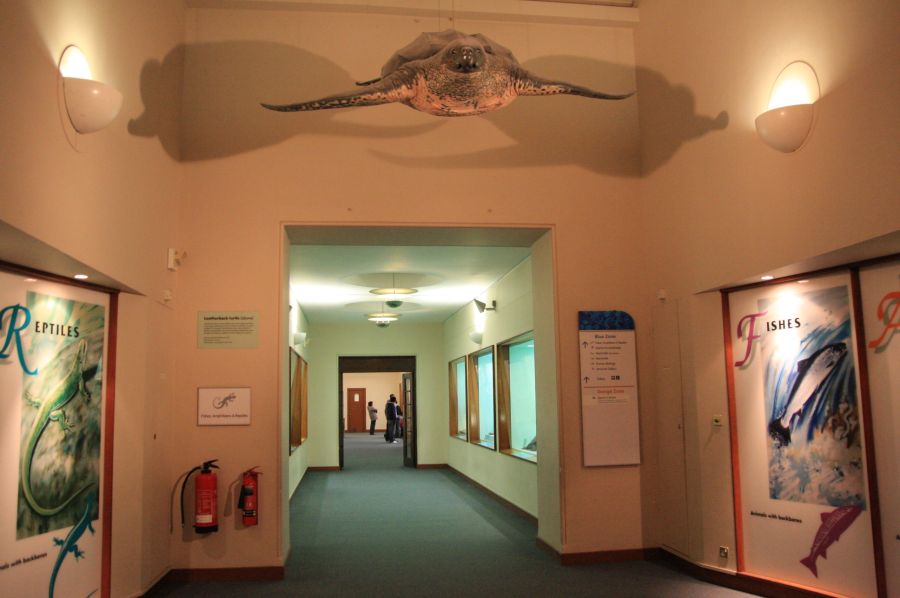 gal/Londres/Natural_History_Museum/Mammiferes/London_Natural_History_Museum272.jpg