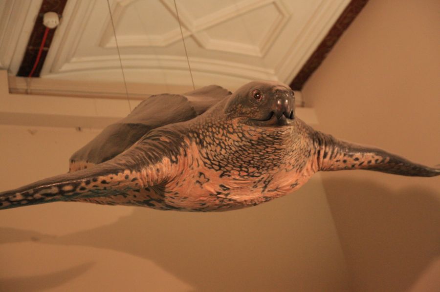 gal/Londres/Natural_History_Museum/Mammiferes/London_Natural_History_Museum273.jpg