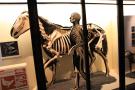 gal/Londres/Natural_History_Museum/Mammiferes/_thb_London_Natural_History_Museum171.jpg