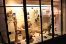 gal/Londres/Natural_History_Museum/Mammiferes/_thb_London_Natural_History_Museum173.jpg