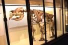 gal/Londres/Natural_History_Museum/Mammiferes/_thb_London_Natural_History_Museum174.jpg