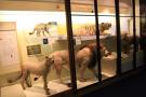 gal/Londres/Natural_History_Museum/Mammiferes/_thb_London_Natural_History_Museum177.jpg