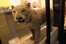 gal/Londres/Natural_History_Museum/Mammiferes/_thb_London_Natural_History_Museum178.jpg