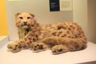 gal/Londres/Natural_History_Museum/Mammiferes/_thb_London_Natural_History_Museum179.jpg