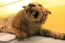 gal/Londres/Natural_History_Museum/Mammiferes/_thb_London_Natural_History_Museum180.jpg