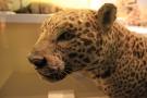 gal/Londres/Natural_History_Museum/Mammiferes/_thb_London_Natural_History_Museum181.jpg