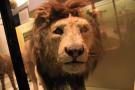 gal/Londres/Natural_History_Museum/Mammiferes/_thb_London_Natural_History_Museum182.jpg