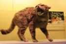 gal/Londres/Natural_History_Museum/Mammiferes/_thb_London_Natural_History_Museum184.jpg