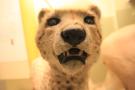 gal/Londres/Natural_History_Museum/Mammiferes/_thb_London_Natural_History_Museum185.jpg