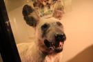 gal/Londres/Natural_History_Museum/Mammiferes/_thb_London_Natural_History_Museum187.jpg