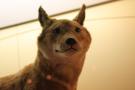 gal/Londres/Natural_History_Museum/Mammiferes/_thb_London_Natural_History_Museum188.jpg