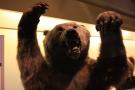 gal/Londres/Natural_History_Museum/Mammiferes/_thb_London_Natural_History_Museum191.jpg