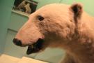 gal/Londres/Natural_History_Museum/Mammiferes/_thb_London_Natural_History_Museum195.jpg