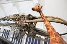 gal/Londres/Natural_History_Museum/Mammiferes/_thb_London_Natural_History_Museum199.jpg