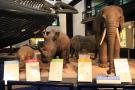 gal/Londres/Natural_History_Museum/Mammiferes/_thb_London_Natural_History_Museum201.jpg