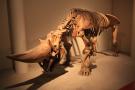gal/Londres/Natural_History_Museum/Mammiferes/_thb_London_Natural_History_Museum202.jpg