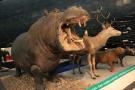 gal/Londres/Natural_History_Museum/Mammiferes/_thb_London_Natural_History_Museum208.jpg
