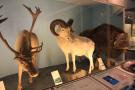 gal/Londres/Natural_History_Museum/Mammiferes/_thb_London_Natural_History_Museum210.jpg
