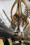 gal/Londres/Natural_History_Museum/Mammiferes/_thb_London_Natural_History_Museum211.jpg